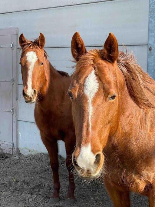 Bed Met Paard Apartment Bergen op Zoom Ngoại thất bức ảnh